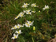 Al Rifugio Capanna 2000 da Alpe Arera ad anello-1GIUGNO25: splendide fioriture !- FOTOGALLERY